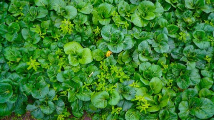 vegetables in a vegetable garden