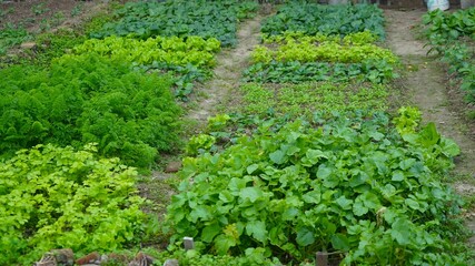 vegetables in a vegetable garden