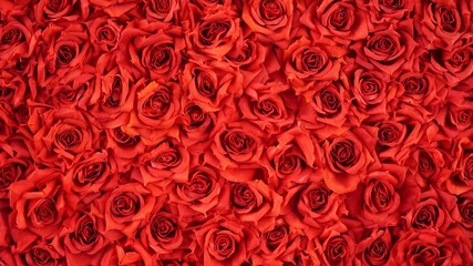 red rose petals