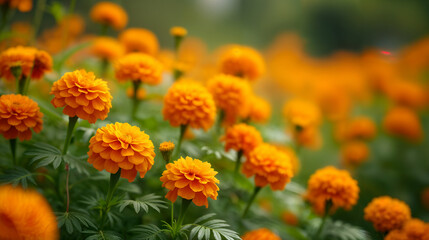 Vibrant Marigolds in Bloom