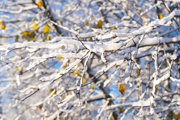 winter forest after a snowfall, sunny day, trees in the snow