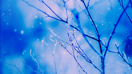 The thin, curved branches of the tree are covered in a thin layer of white frost. Light, beautiful snowflakes drift down from the sky, adding to the frosty, cold atmosphere of a January day. 