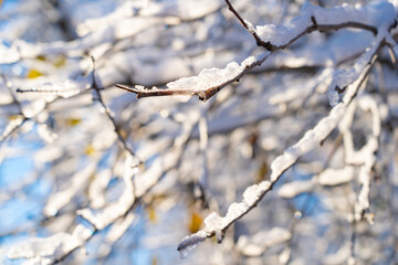 winter forest after a snowfall, sunny day, trees in the snow