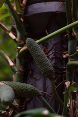 Monstera deliciosa fruits in the garden