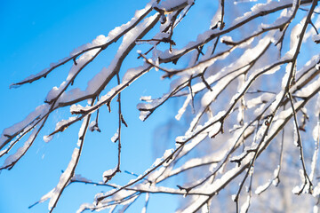 winter forest after a snowfall, sunny day, trees in the snow