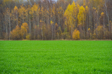 landscape, field with green grass and horizon, textured sunset sky, sun