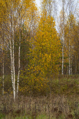 autumn landscape with river, road and clouds in the blue sky