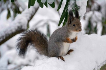 The squirrel (Sciurus vulgaris)