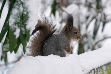 The squirrel (Sciurus vulgaris)