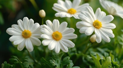 Fototapeta premium A bouquet of white flowers with bright yellow centers, often used in floral arrangements or as a symbol of purity and innocence