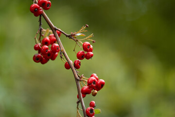 Pyroacanthus plants for Chinese medicinal materials