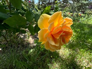 Caramella color floribunda rose close-up. Beautiful Rosa 'Diamond Jubilee' is a yellow caramella...
