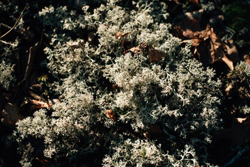 blue moss in autumn sunny forest