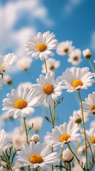 Fototapeta premium Fields of daisies blooming under a clear blue sky in springtime sunlight