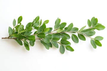 Fresh green leaves on a clean white surface, ideal for decorative or design purposes