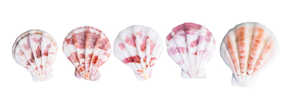 collection of seashell element isolated on white