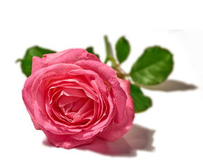 Rose, pink flower and closeup in studio with petal, texture and natural bloom with color by white background. Floral plant, leaves and blossom for gift, present or celebration for Valentines Day