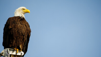 Bald Eagle