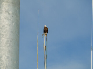 Fototapeta premium Bald Eagle