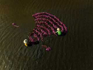 Harvesting water lilies in the floating season on Moc Hoa field, Long An. Video shot in Moc Hoa,...