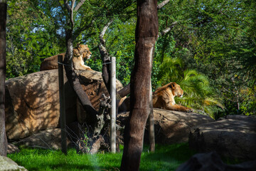 Obraz premium Afrikaans lionesses in the wild