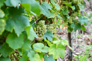grapes on vine