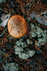 butter mushrooms in the autumn forest