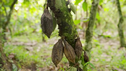 Cocoa or cacao pod rot in plantation, fungal disease