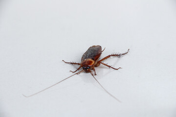 Cockroaches die on the floor, Dead cockroach on white background.
