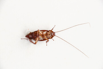 Cockroaches die on the floor, Dead cockroach on white background.