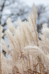 Fototapeta premium Close-Up of Miscanthus Sinensis (Chinese Silver Grass) Gently Bending in the Wind Under Natural Light, Showcasing Graceful Feathery Plumes
