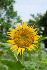 Fototapeta premium Close-up of sunflower in the garden
