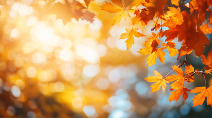 Fototapeta premium Beautiful orange and golden autumn maple leaves with blurred park background in sunlight