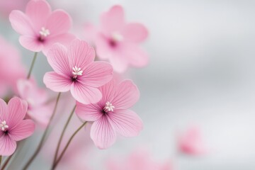 Obraz premium Delicate pink blossoms arranged artistically against a light background for spring inspiration