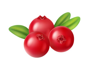 Cranberry realistic berries with green leaves, sweet summer fruit, vegetarian food snack. Vector illustration of red berry vitamins, cartoon red berries with green leaf, cocktail ingredient © Sensvector