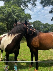 two horses on a farm