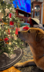 dog with christmas tree
