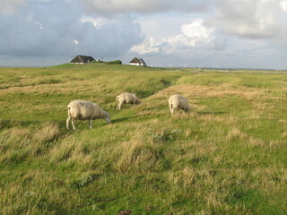 Fototapeta premium Schafe auf der Hamburger Hallig in Nordfriesland an der Nordsee