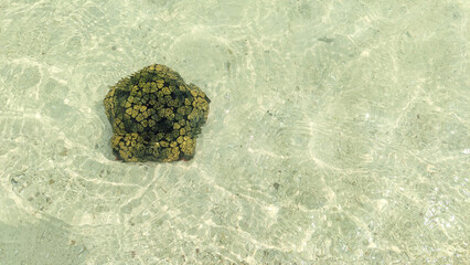 Bintang bantal bintang laut, Culcita novaeguineae. A big colorful Cushion star.