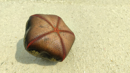 Bintang bantal bintang laut, Culcita novaeguineae. A big colorful Cushion star.