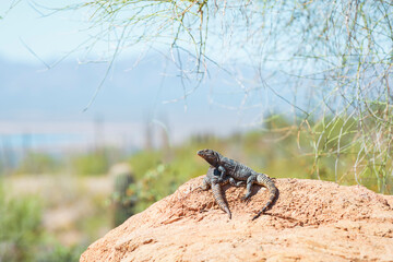 A pair of Sonoran spiny tailed iguanas at the Arizona-Sonora Desert Museum
