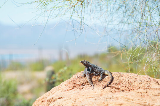 A pair of Sonoran spiny tailed iguanas at the Arizona-Sonora Desert Museum