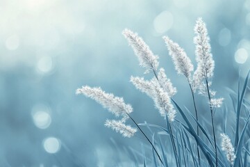 A soft, dreamy image of tall grass with feathery seed heads against a blue and white blurred background.
