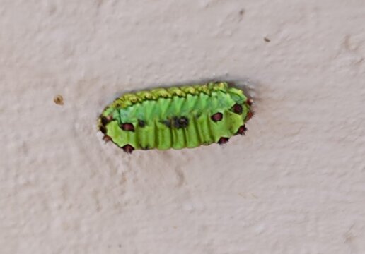 Lagarta Tanque.  ou Mariposa.Limacdidae. perigosa como urticante