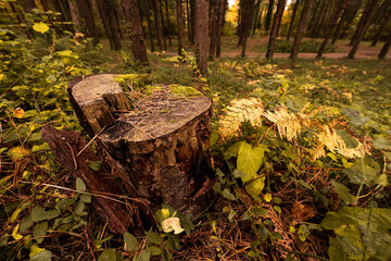 Forest tree stump in autumn forest