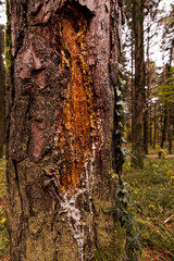 Fototapeta premium resin from a tree flows out in an autumn forest