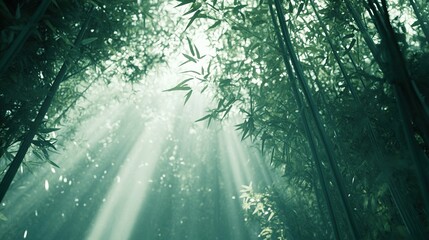 Obraz premium Peaceful Bamboo Forest with Sunlight Filtering Through Trees