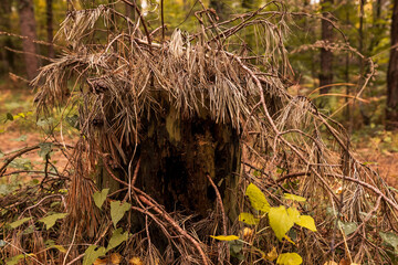 Fototapeta premium plant close up in autumn forest
