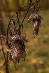 dried plant buds against the background of the forest close-up