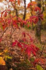 plant close up in autumn forest